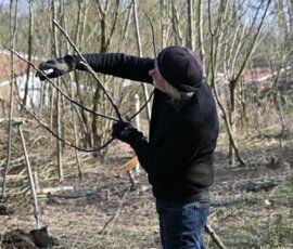 Hobby-Pomologe Jupp Bohne bei der Arbeit.
